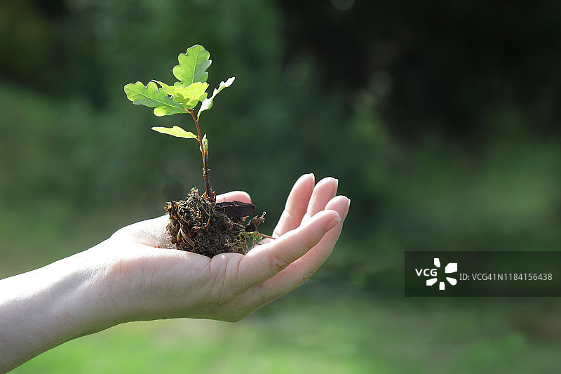 手持橡树幼苗图片素材