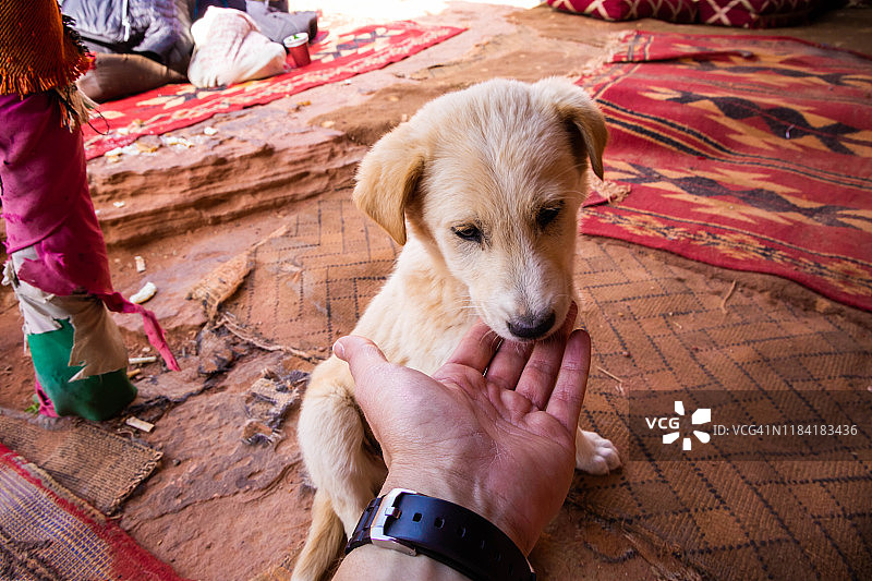 约旦佩特拉山谷中小狗舔手的视角图片素材
