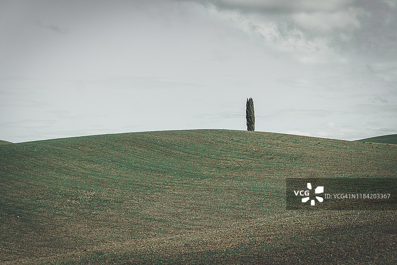 孤立的柏树图片素材