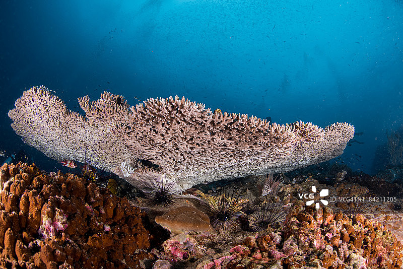 深海中不同类型的硬珊瑚和桌面珊瑚图片素材