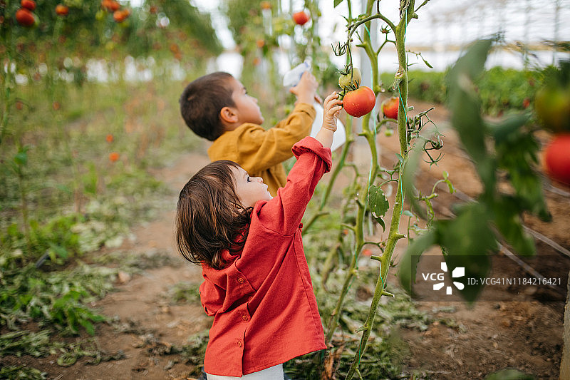温室里的小农场主图片素材