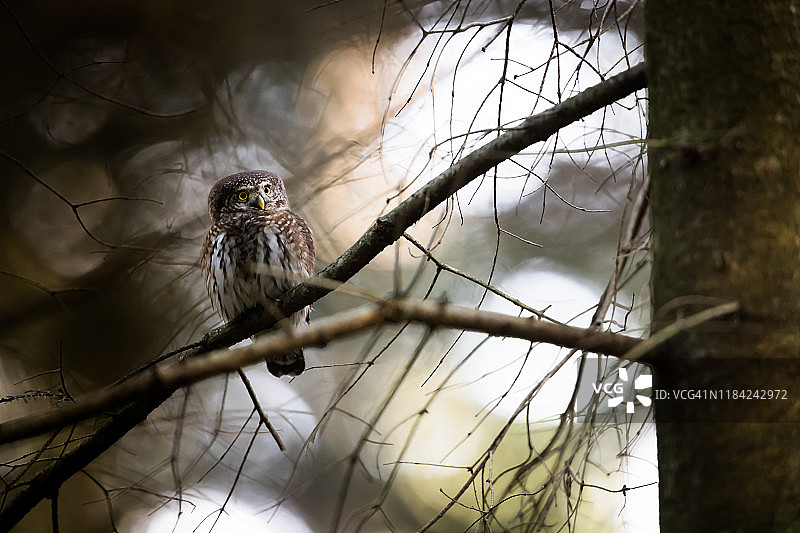 欧亚小鸮图片素材