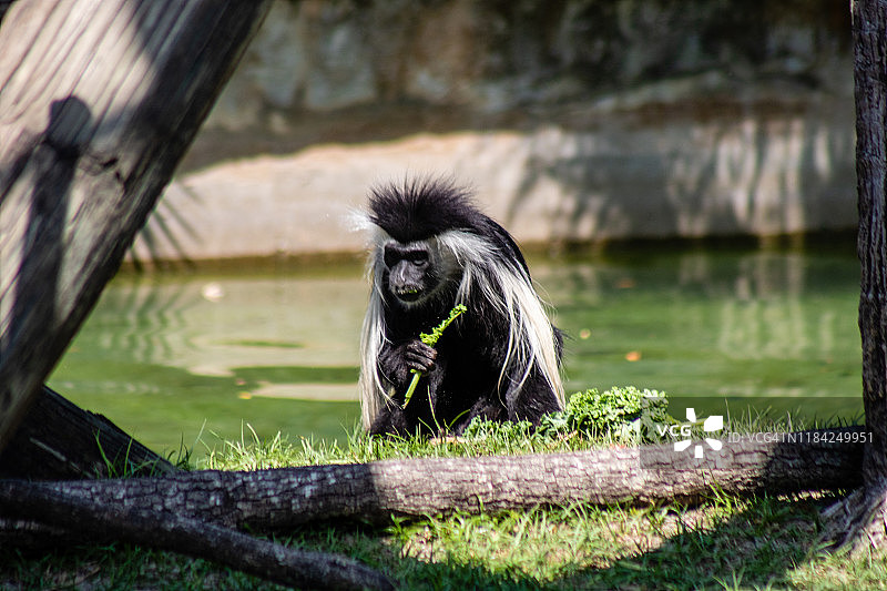 安哥拉疣猴图片素材