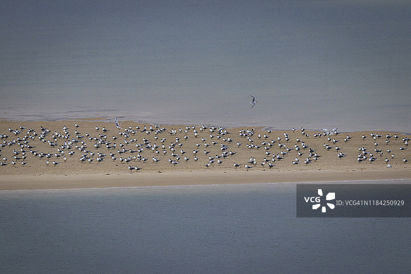 努萨河沙洲上的鸟类图片素材