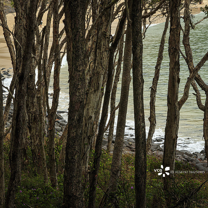 努萨国家公园海滩边的树木图片素材