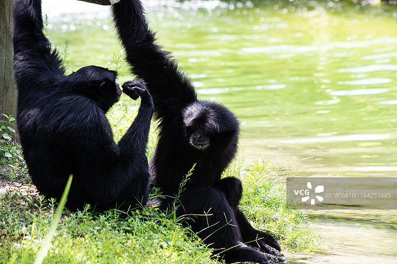 合趾猿猴图片素材
