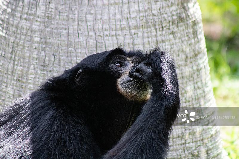 合趾猿图片素材