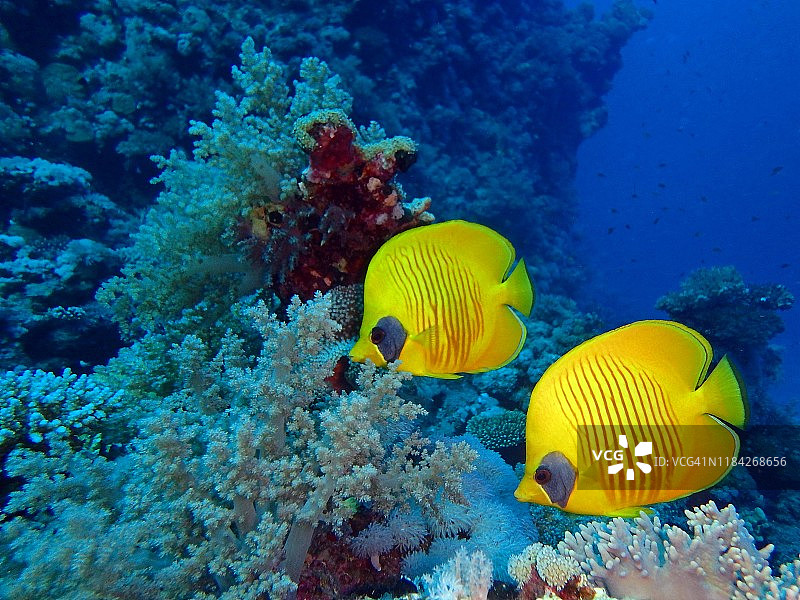 面具蝶鱼图片素材