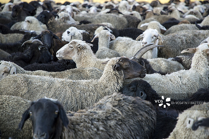 羊群围栏特写图片素材