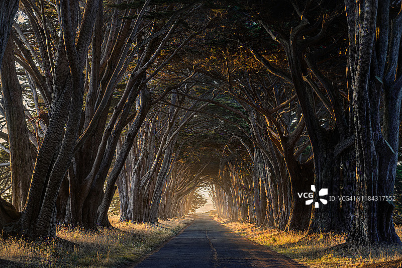 柏树隧道，雷耶斯岬国家海岸，美国加利福尼亚州马林县，北美图片素材