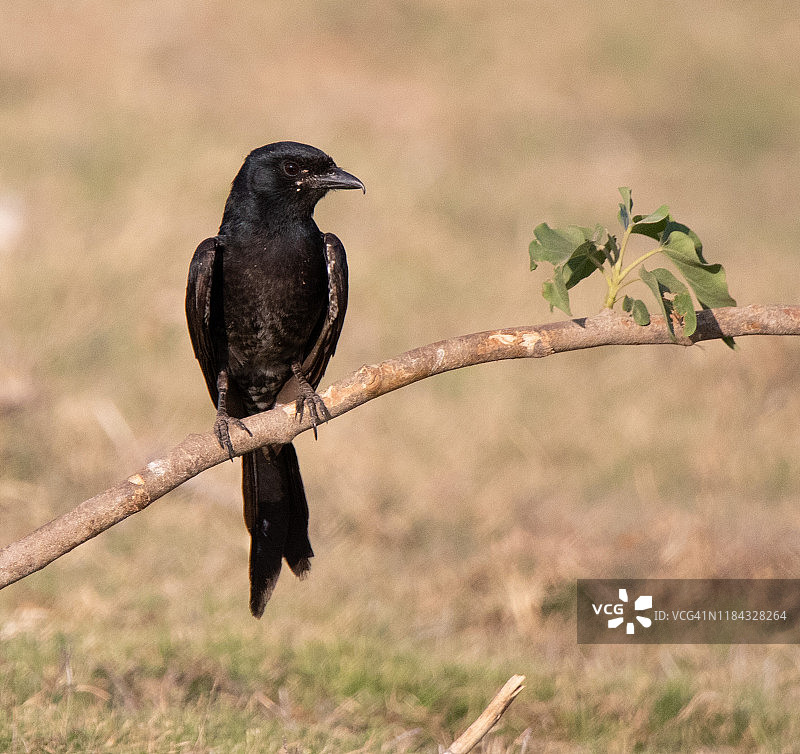 栖息在印度湖边树上的黑卷尾鸟图片素材