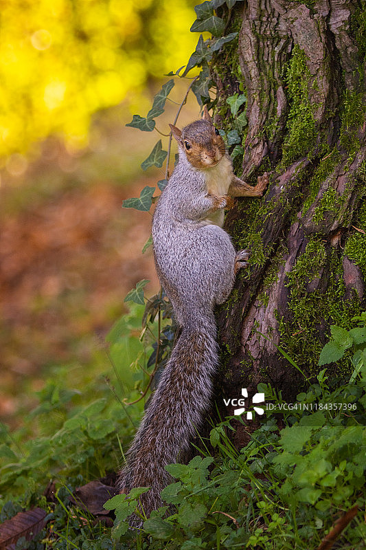 松鼠为过冬储备食物图片素材