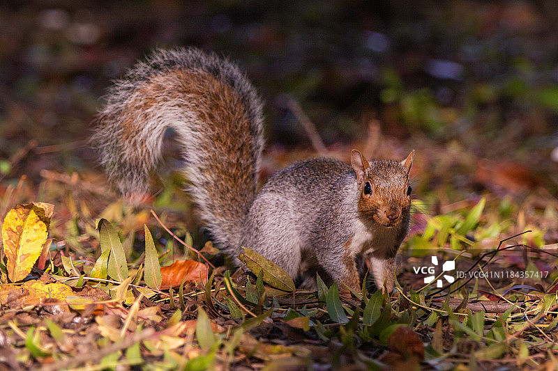 蒙扎公园树林里的松鼠图片素材