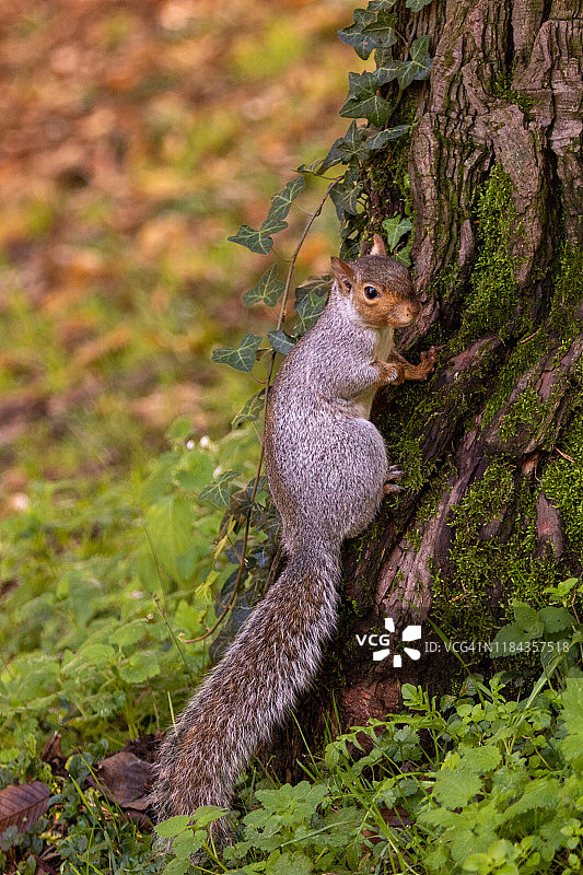 秋日里的松鼠图片素材