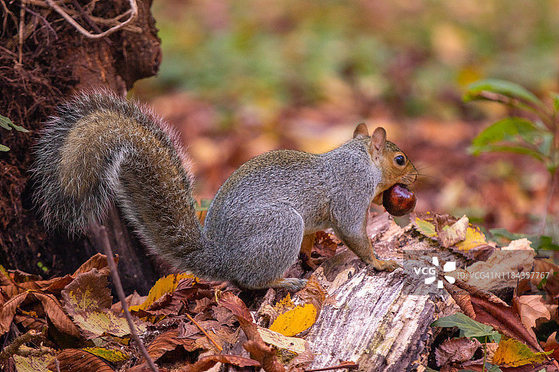 秋天红叶上的松鼠图片素材