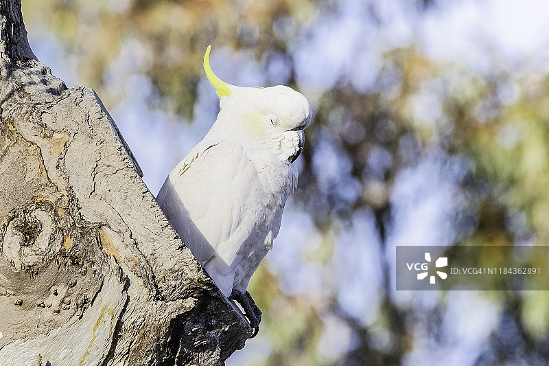 树洞中的凤头鹦鹉图片素材