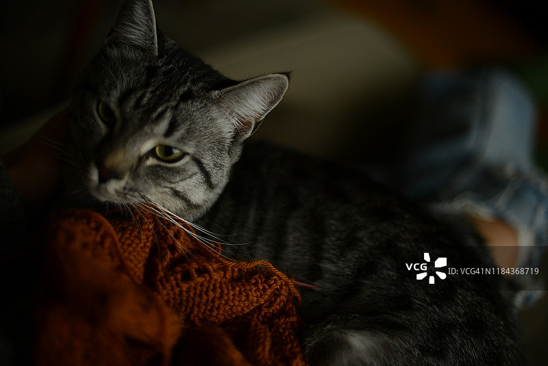 猫咪坐在正在编织的人身上图片素材