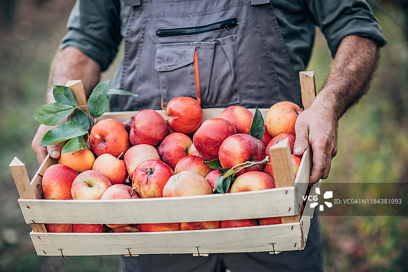 手捧苹果的年长农民图片素材