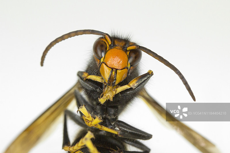 黄蜂特写图片素材