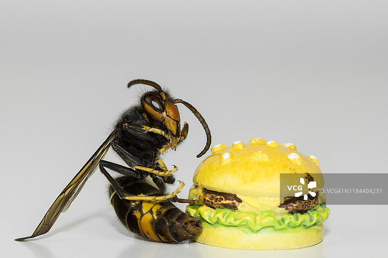 黄蜂吃汉堡图片素材