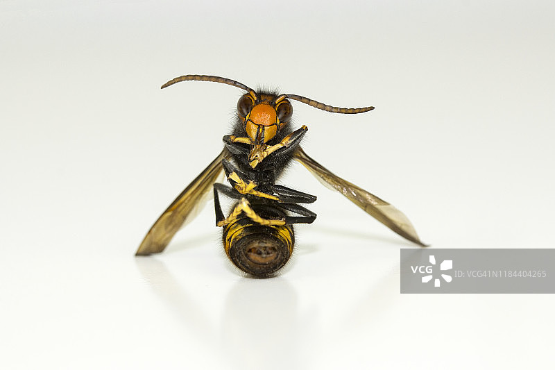 栖息的黄蜂图片素材