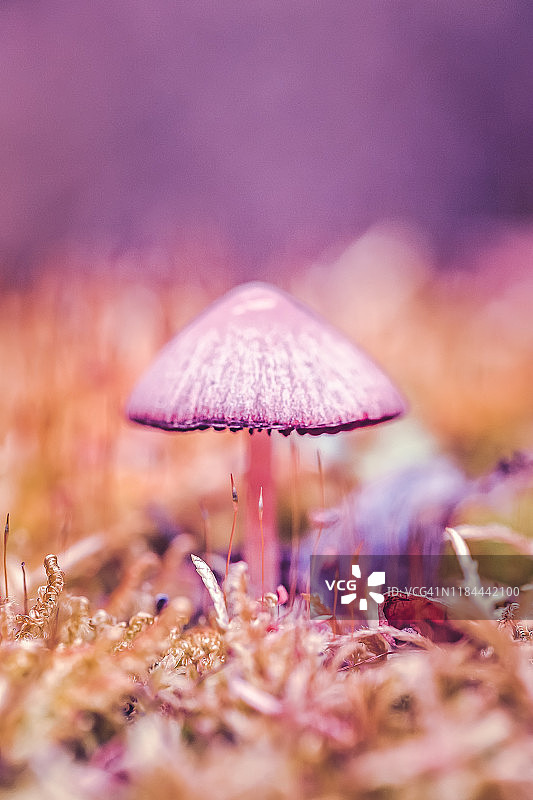 微距拍摄中微小的不可食用紫色蘑菇图片素材
