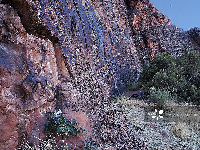 犹他州雪峡谷州立公园盛开的曼陀罗图片素材