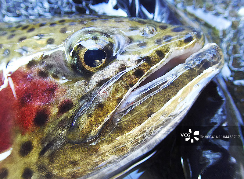 虹鳟鱼特写图片素材