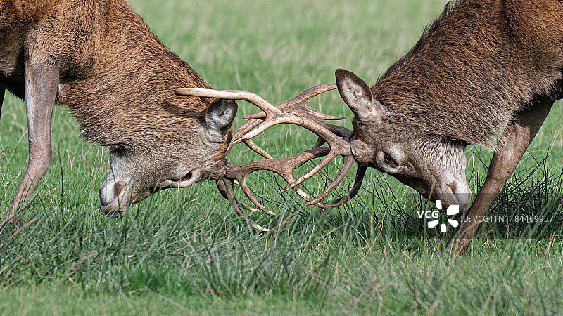 红鹿争斗场景图片素材