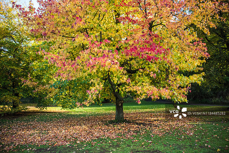 伦敦汉普斯特德荒原的秋叶枫香树图片素材