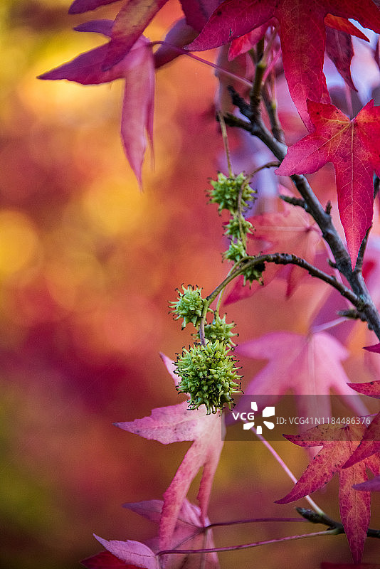伦敦汉普斯特德希思的枫香树带刺种子荚和秋叶图片素材