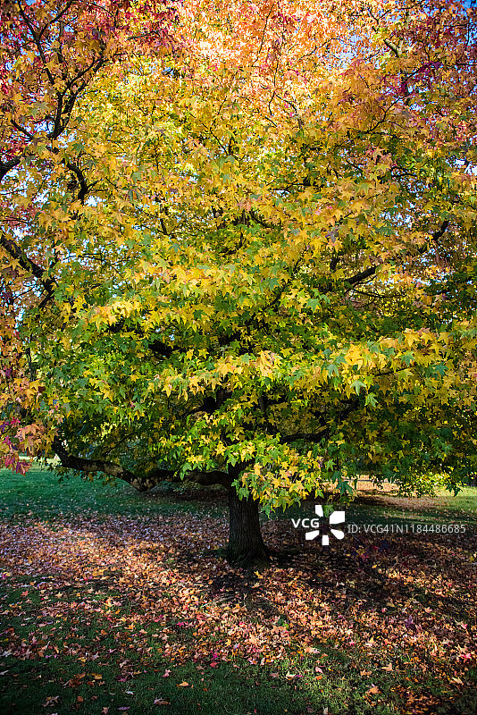 伦敦汉普斯特德荒原的秋叶枫香树图片素材