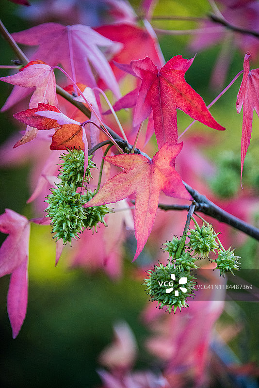 伦敦汉普斯特德荒原的枫香树果实与秋叶图片素材