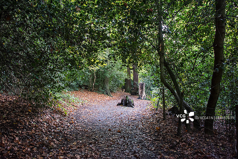 汉普斯特德荒原上落满秋叶的树木图片素材