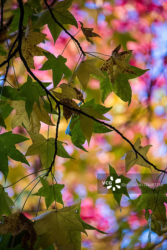 枫香树的秋叶图片素材