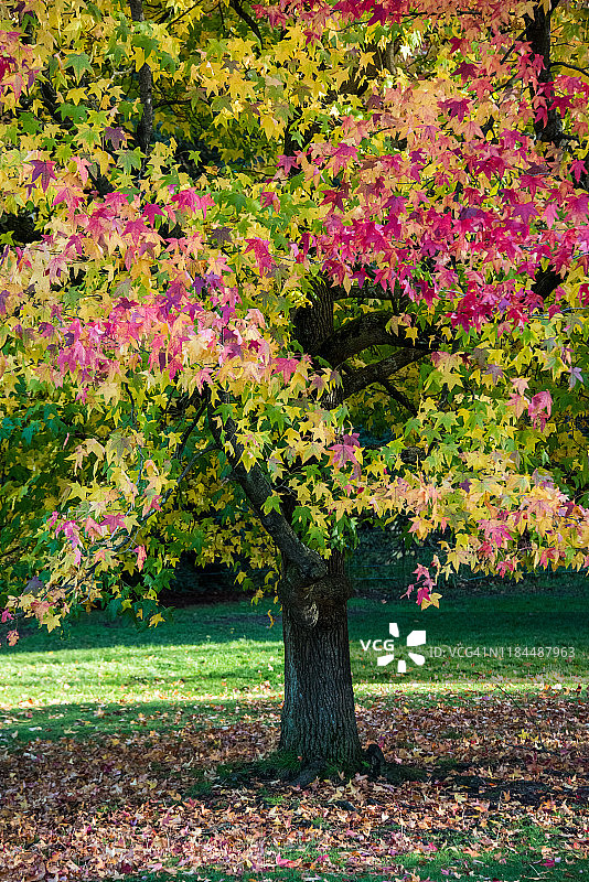 伦敦汉普斯特德荒原的秋叶枫香树图片素材