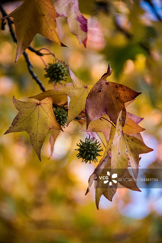 伦敦汉普斯特德希思的枫香树带刺种子荚和秋叶图片素材