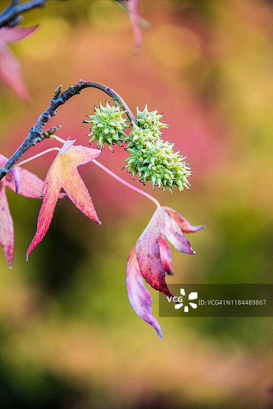 伦敦汉普斯特德荒原的枫香树果实与秋叶图片素材