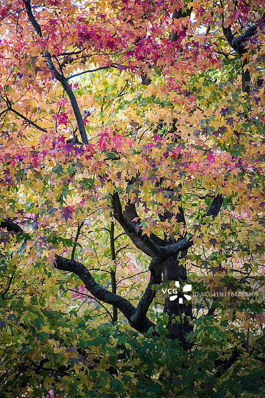 伦敦汉普斯特德荒原的秋叶枫香树图片素材