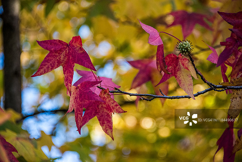 枫香树的秋叶图片素材