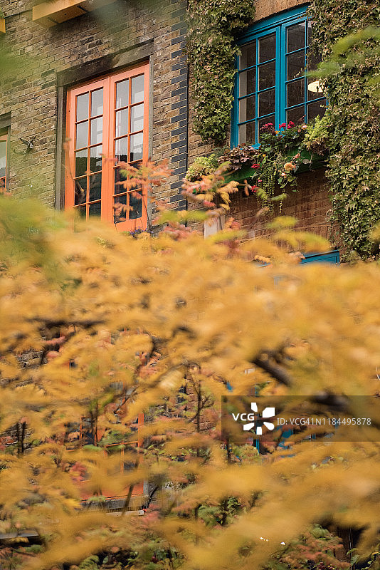 伦敦考文特花园尼尔庭院秋色中的彩色橙色窗户图片素材