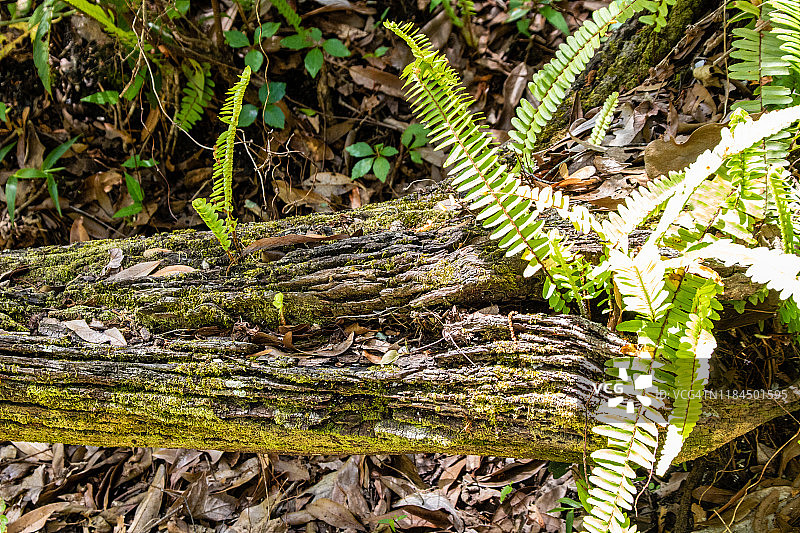 倒下的树图片素材