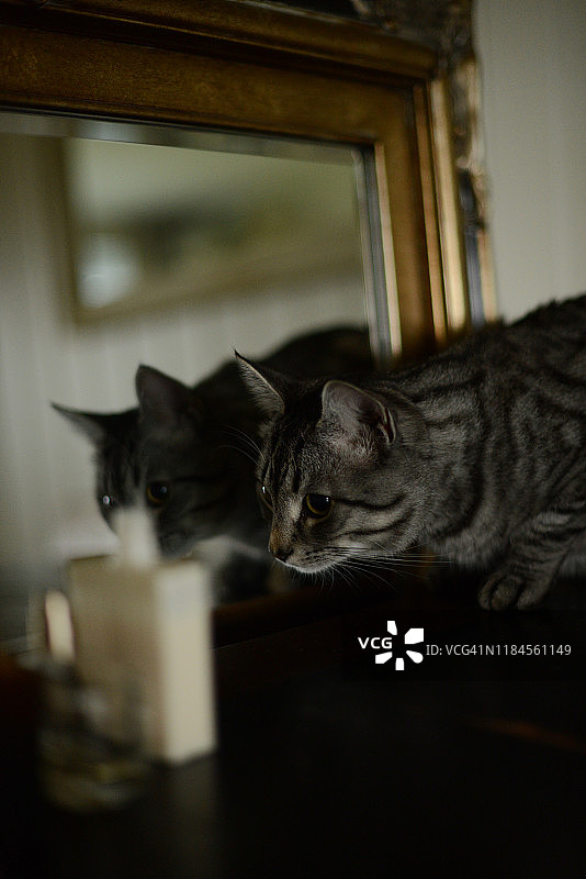 猫咪在桌子上，旁边是古董镜子图片素材