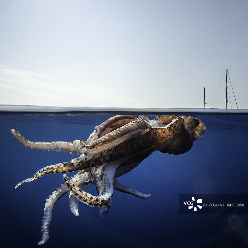 意大利半水面视角受伤巨型鱿鱼图片素材