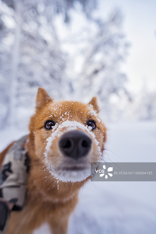 狗狗看着镜头图片素材