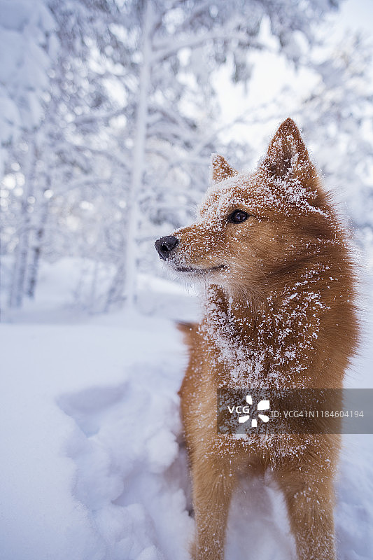 小狗向远处看图片素材
