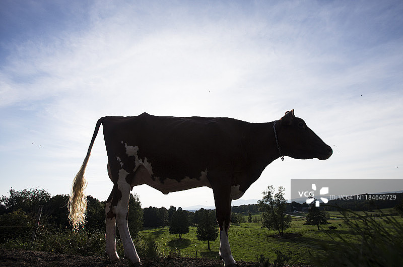 田野里的奶牛图片素材
