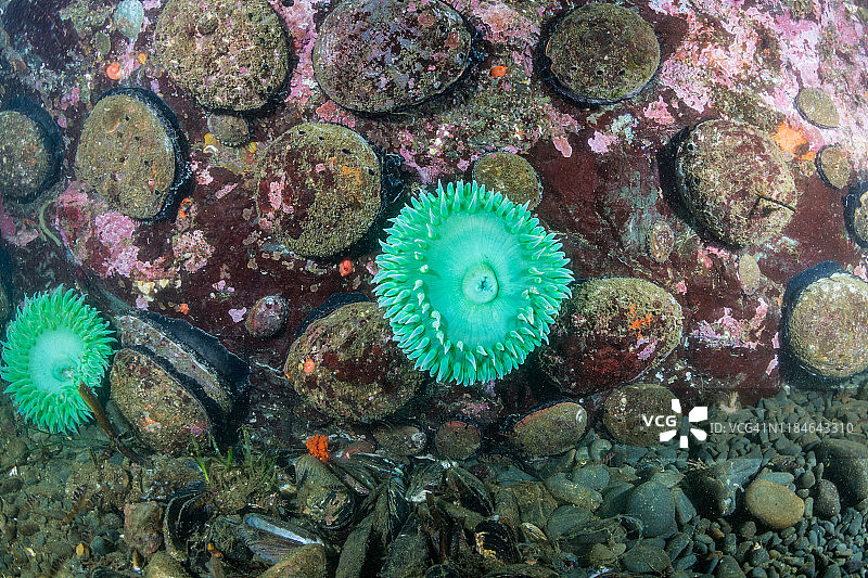 冷水礁石上的鲍鱼图片素材