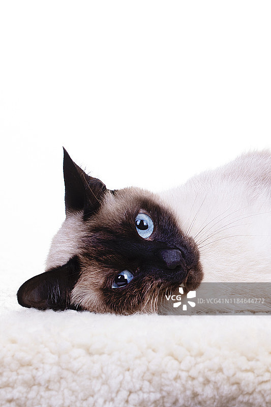 暹罗猫图片素材