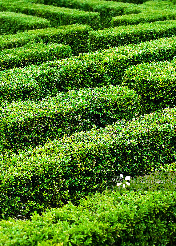 树篱迷宫图片素材